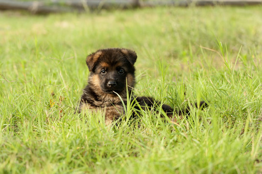 German shapherd puppy in grass