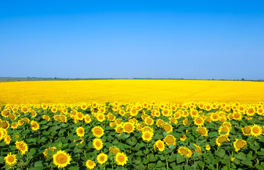 Field of sunflowers . Close up of sunflower against a field