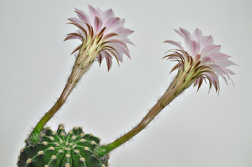 Königin der Nacht Kaktus mit zwei Blüten / Königin der Nacht Kaktus mit Blüten, Makro, Nahaufnahme, weißer Hintergrund
