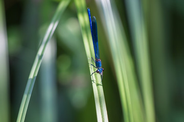 Blauflügel-Prachtlibelle auf Schilfblatt