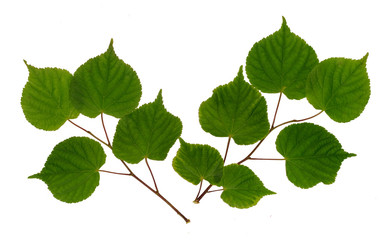 Linden branch isolated on white