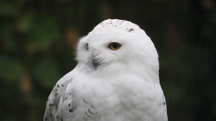 schneeeule