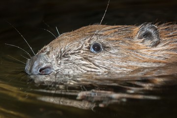 A european beaver smimming in a river