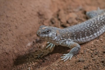 Lizard in a terrarium enyoing the warmth of the lamps