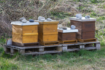 Bienenk&ouml;rbe auf der Wiese