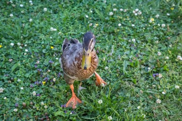 Mallard duck walking on grass