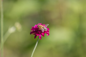 Biene beim Best&auml;uben, sitzt auf Bl&uuml;te