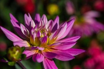 Colorful flowers in a german garden