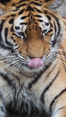 Fototapeta premium tiger