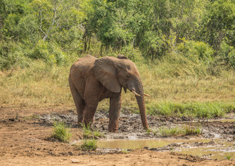 Fototapeta na wymiar Young african savannah elephant bull at a waterhole spraying mud on his body as sun protection at the Hluhluwe iMfolozi Park