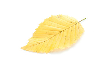 feuille de charme sur fond blanc