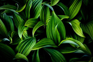 Green leaf plant with dew