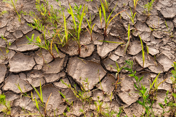 grass grows through cracks in the soil