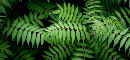 Fototapeta na wymiar Green Foliage Cover
