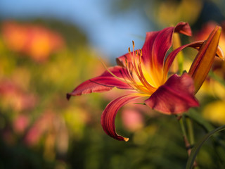 Beautiful red lily in focus with several other lilies.