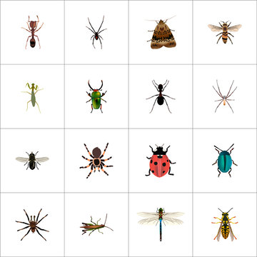 Realistic Wasp, Ladybird, Locust And Other Vector Elements. Set Of Bug Realistic Symbols Also Includes Sting, Dragonfly, Midge Objects.
