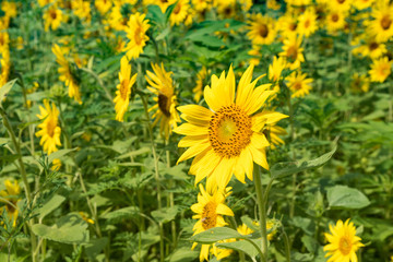 Sunflower Fields