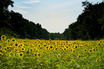 Sunflower Fields