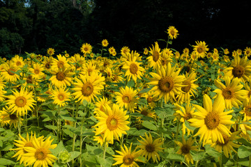 Sunflower Fields