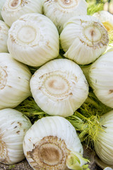 Bunch of Fennel