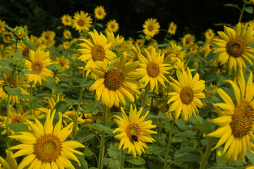 Sunflower Fields