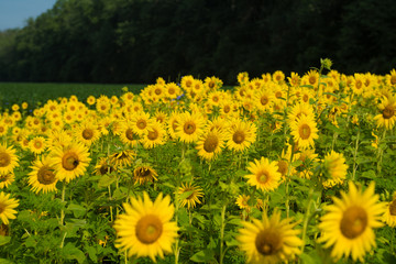 Sunflower Fields