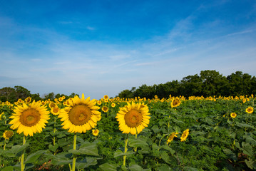 Sunflower Fields