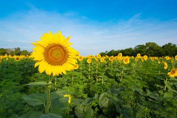 Sunflower Fields