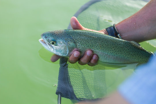 Truite, trout