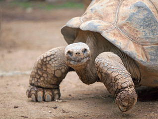 Fototapeta premium Big land tortoise crawling in the sand