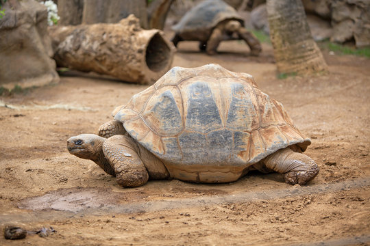 Big land tortoise crawling in the sand