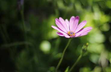 Obraz premium african flower