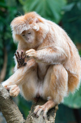 Ebony Langur Monkey Minding His Business