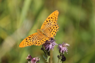 Papillon
