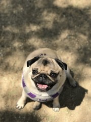 Obraz premium Pug