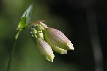 Taubenkropf-Leimkraut (Silene vulgaris) mit wei&szlig;en Knospen