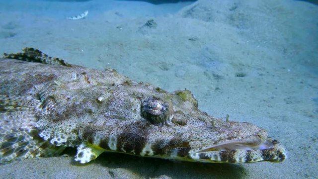 Tentacled flathead in the Red Sea, Egypt