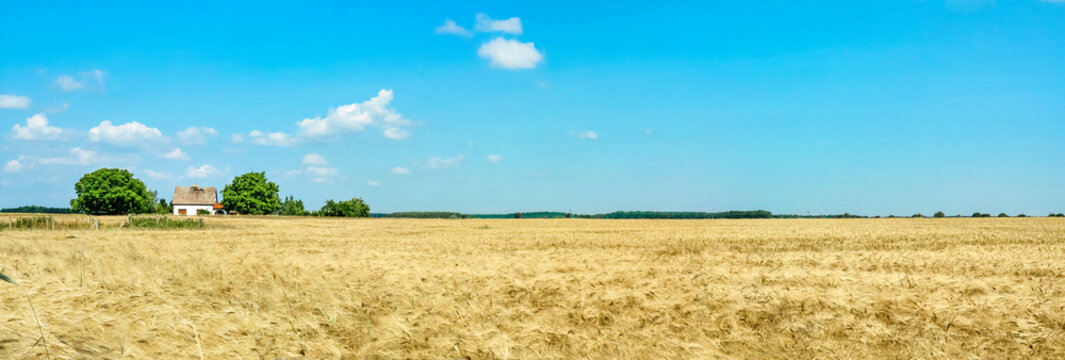 Farmhouse on golden wheat field with sunny blue sky. Germany.