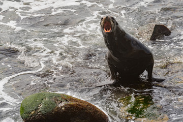 Sea Lion Barks as it Exits the Water