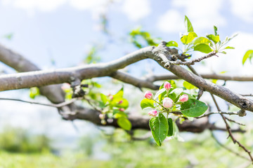 Obraz premium Macro closeup of apple blossoms buds on tree branch with green leaves in summer orchard