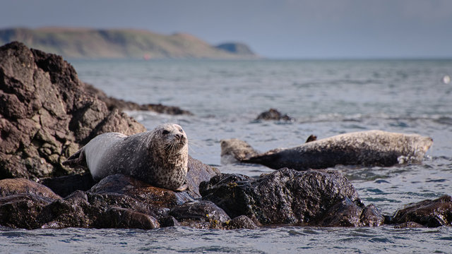 Grey Seals (Halichoerus Grypus) on Shore of Scotland, United Kingdom