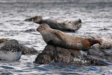 Naklejka premium Common Seal (Phoca Vitulina) and Grey Seals (Halichoerus Grypus) on Shore of Scotland, United Kingdom