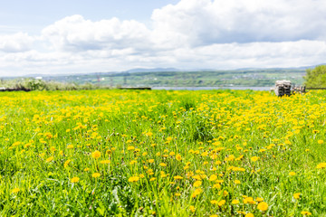 Ile D'Orleans landscape with field of yellow dandelion flowers in summer and electric power lines