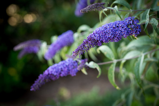 Butterfly Bush