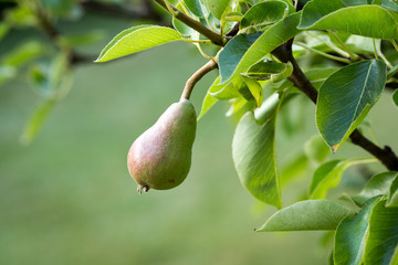 Pear in tree