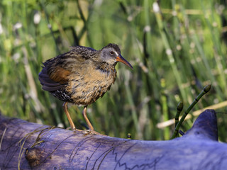 Virginia Rail 
