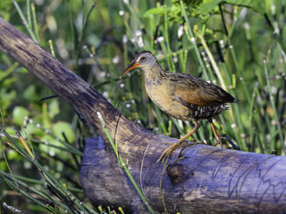 Virginia Rail 