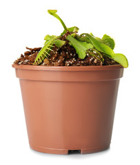 Dionaea mustsipula on a white background