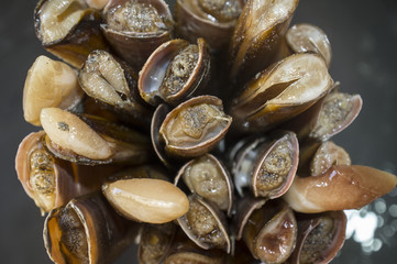 Bundle of razor clams
