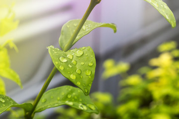 water drop on green leaf after raining